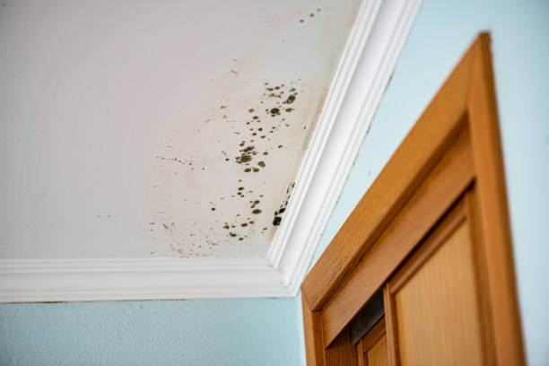 Best Mold Remediation Experts  in Augusta, GA