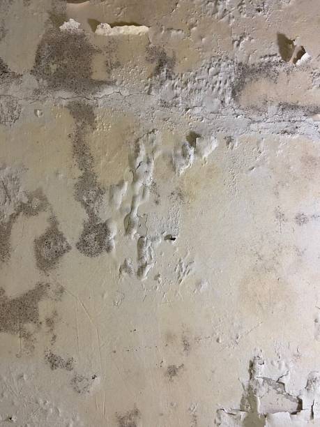 Best Toxic Mold Removal  in Augusta, GA