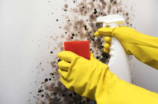 Best Local Mold Removal Service  in Augusta, GA