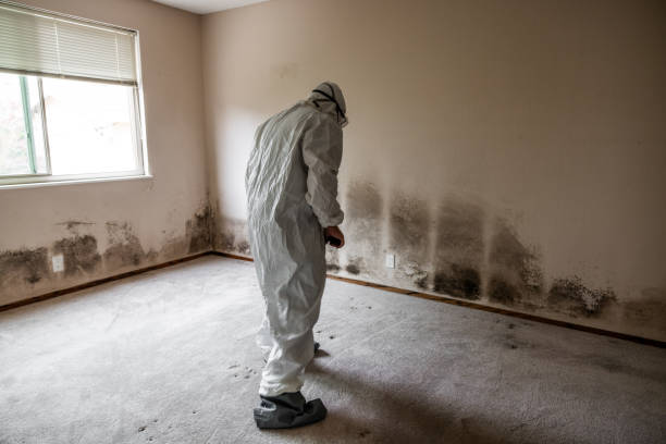 Best Black Mold Removal  in Augusta, GA