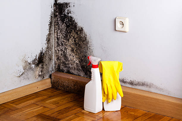 Attic Mold Removal in Augusta, GA